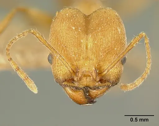 Pheidole susannae specimen JTLC000015334 image jtlc000015334_3