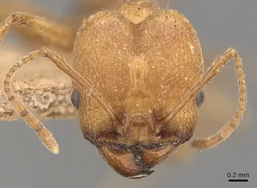 Pheidole susannae specimen JTLC000015334 image jtlc000015334_4