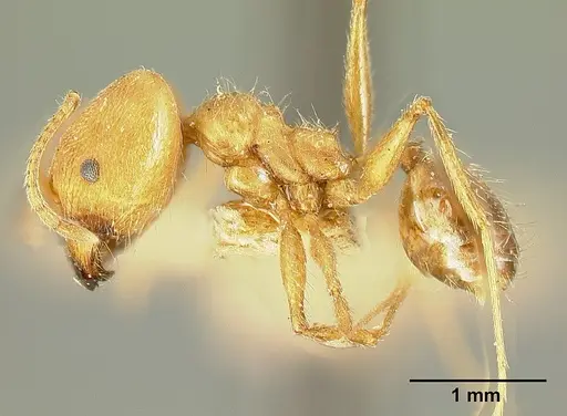 Pheidole susannae specimen JTLC000015334 image jtlc000015334_5