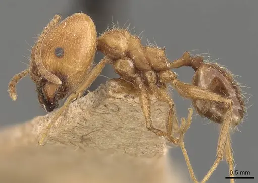 Pheidole susannae specimen JTLC000015334 image jtlc000015334_6