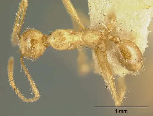 Pheidole susannae specimen JTLC000015335 image jtlc000015335_1