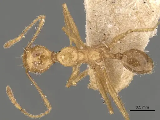 Pheidole susannae specimen JTLC000015335 image jtlc000015335_2