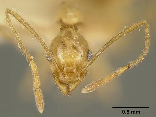Pheidole susannae specimen JTLC000015335 image jtlc000015335_3