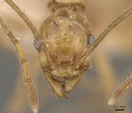 Pheidole susannae specimen JTLC000015335 image jtlc000015335_4