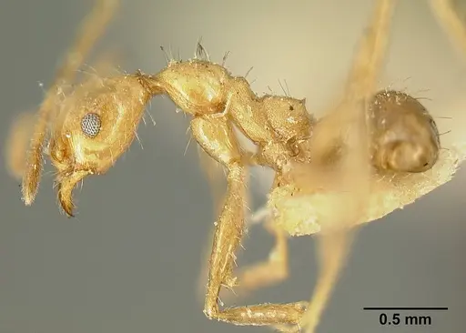 Pheidole susannae specimen JTLC000015335 image jtlc000015335_5