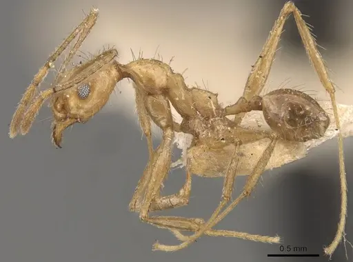 Pheidole susannae specimen JTLC000015335 image jtlc000015335_6