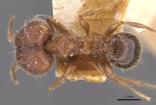 Pheidole sykesii specimen CASENT0907966 image casent0907966_1