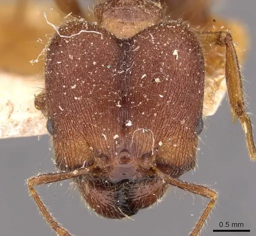 Pheidole sykesii specimen CASENT0907966 image casent0907966_2