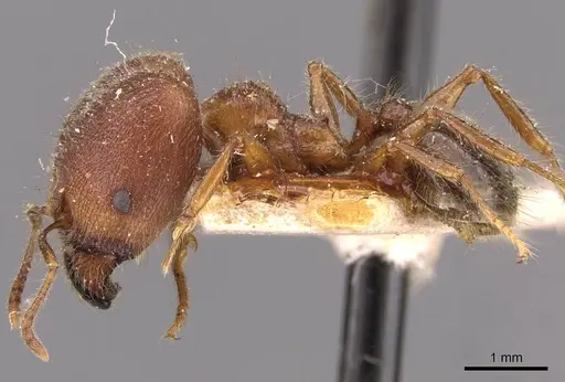 Pheidole sykesii specimen CASENT0907966 image casent0907966_3