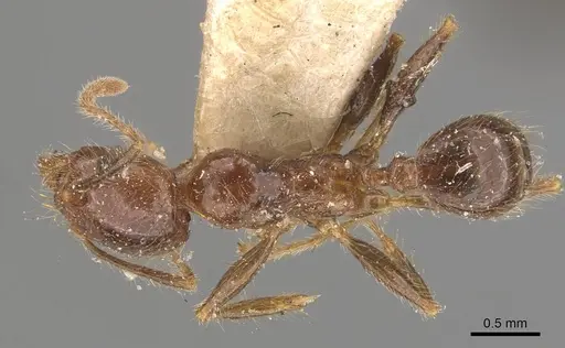 Pheidole sykesii specimen CASENT0907967 image casent0907967_1