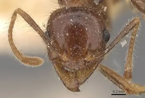 Pheidole sykesii specimen CASENT0907967 image casent0907967_2