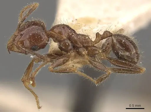 Pheidole sykesii specimen CASENT0907967 image casent0907967_3