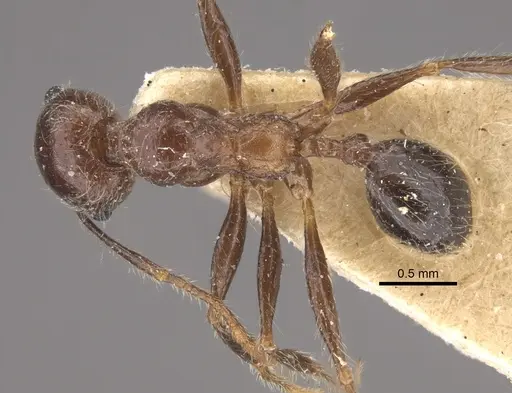 Pheidole sykesii specimen CASENT0917791 image casent0917791_1