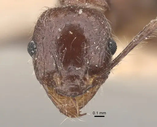 Pheidole sykesii specimen CASENT0917791 image casent0917791_2