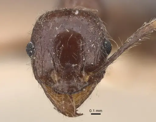 Pheidole sykesii specimen CASENT0917791 image casent0917791_3
