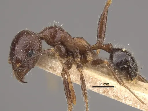 Pheidole sykesii specimen CASENT0917791 image casent0917791_4