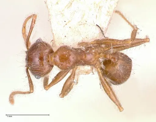 Pheidole sykesii specimen FOCOL0621-1 image focol0621-1_1