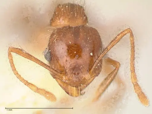 Pheidole sykesii specimen FOCOL0621-1 image focol0621-1_2