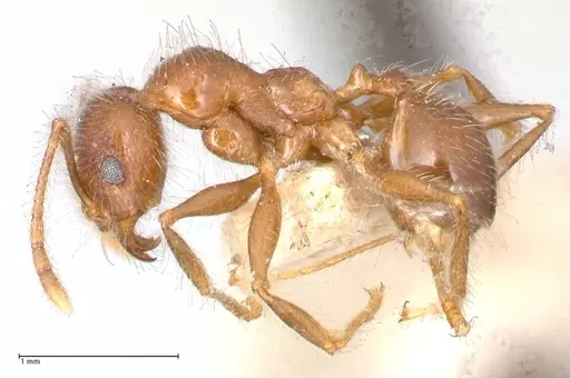 Pheidole sykesii specimen FOCOL0621-1 image focol0621-1_3