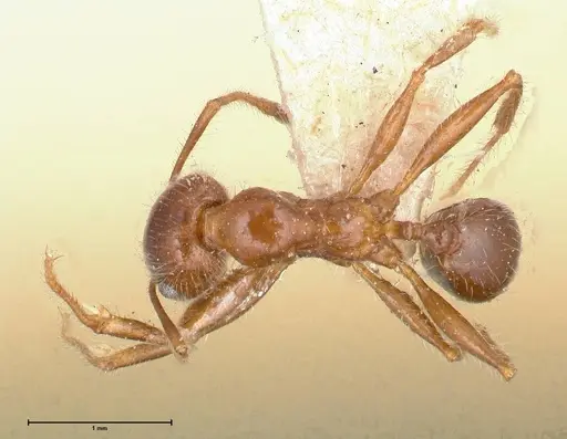 Pheidole sykesii specimen FOCOL0621-2 image focol0621-2_1