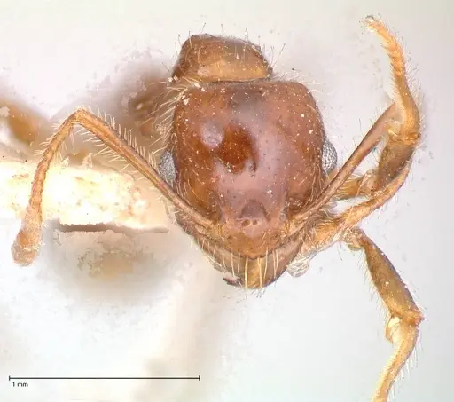 Pheidole sykesii specimen FOCOL0621-2 image focol0621-2_2