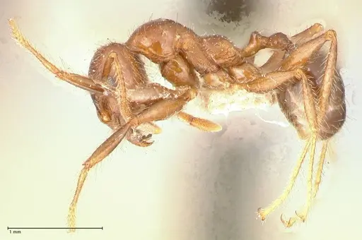Pheidole sykesii specimen FOCOL0621-2 image focol0621-2_3