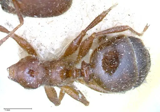 Pheidole sykesii specimen FOCOL0621-3 image focol0621-3_1