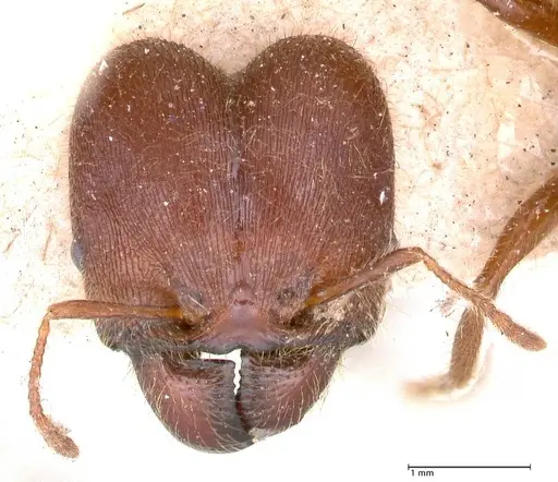 Pheidole sykesii specimen FOCOL0621-3 image focol0621-3_2