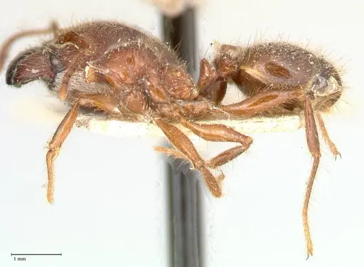 Pheidole sykesii specimen FOCOL0621-3 image focol0621-3_3