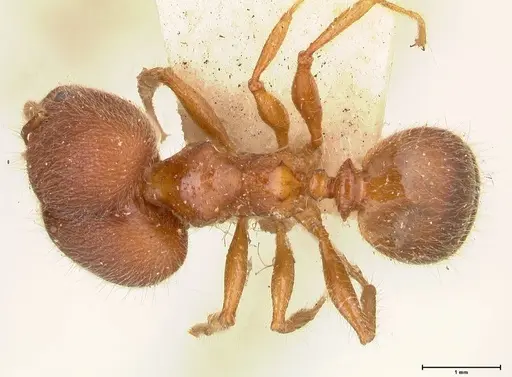Pheidole sykesii specimen FOCOL0622 image focol0622_1