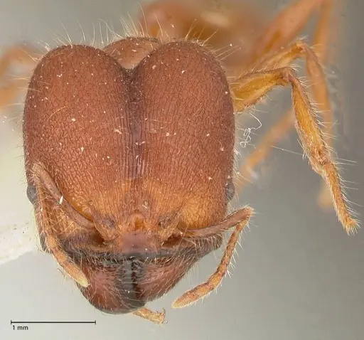 Pheidole sykesii specimen FOCOL0622 image focol0622_2
