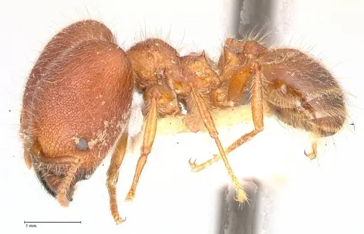 Pheidole sykesii specimen FOCOL0622 image focol0622_3