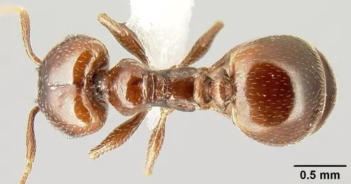 Pheidole synanthropica specimen CASENT0609037 image casent0609037_1