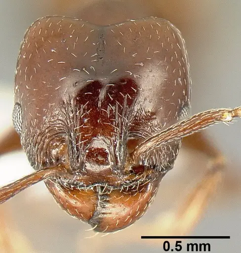 Pheidole synanthropica specimen CASENT0609037 image casent0609037_2