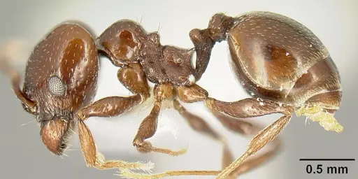 Pheidole synanthropica specimen CASENT0609037 image casent0609037_3