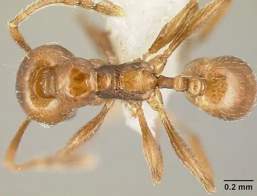 Pheidole synanthropica specimen CASENT0609038 image casent0609038_1