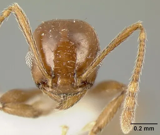 Pheidole synanthropica specimen CASENT0609038 image casent0609038_2