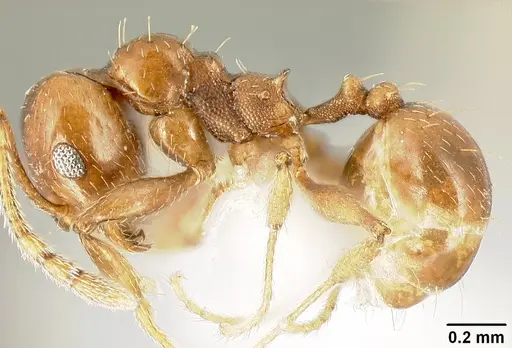 Pheidole synanthropica specimen CASENT0609038 image casent0609038_3