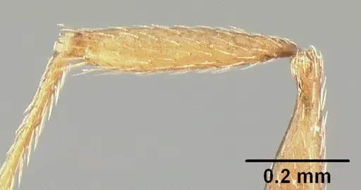 Pheidole synanthropica specimen CASENT0609038 image casent0609038_4