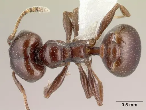 Pheidole synanthropica specimen CASENT0609039 image casent0609039_1