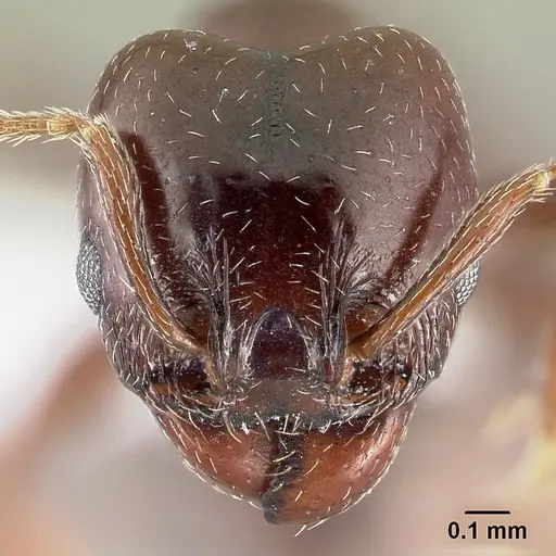 Pheidole synanthropica specimen CASENT0609039 image casent0609039_2