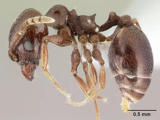Pheidole synanthropica specimen CASENT0609039 image casent0609039_3