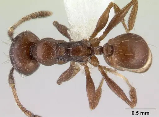 Pheidole synanthropica specimen CASENT0609048 image casent0609048_1