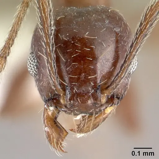 Pheidole synanthropica specimen CASENT0609048 image casent0609048_2