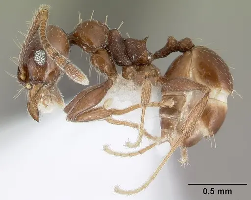 Pheidole synanthropica specimen CASENT0609048 image casent0609048_3