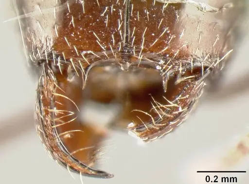 Pheidole synanthropica specimen CASENT0609050 image casent0609050_1