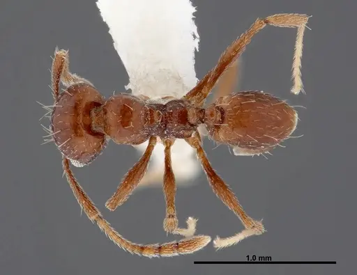 Pheidole synanthropica specimen CASENT0609053 image casent0609053_1