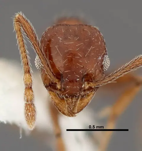 Pheidole synanthropica specimen CASENT0609053 image casent0609053_2
