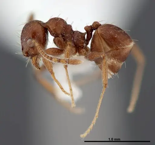 Pheidole synanthropica specimen CASENT0609053 image casent0609053_3