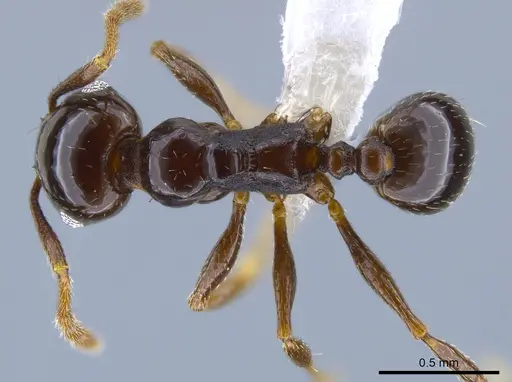Pheidole synanthropica specimen CASENT0618514 image casent0618514_1